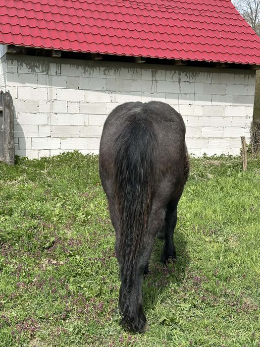 Vand pereche manze de un an