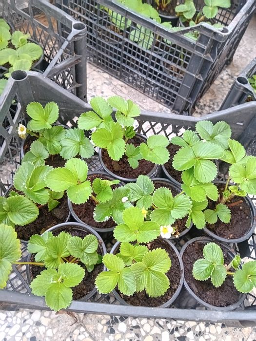 Разсад Ягоди ,готов за садене, Последни бройки