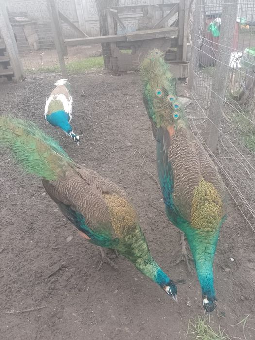 Pauni diferite varietati de culoare