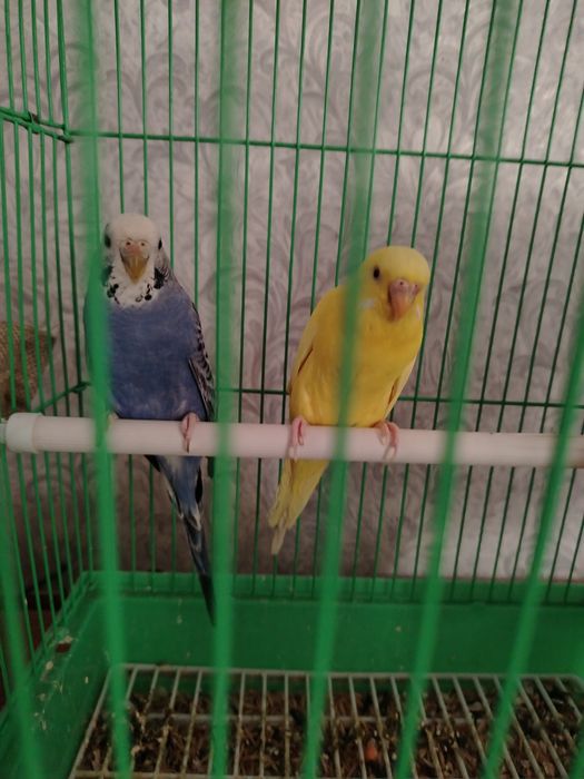 Продам попугаев 2