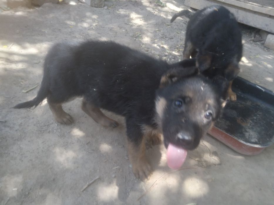 Неметецкий кушиклер