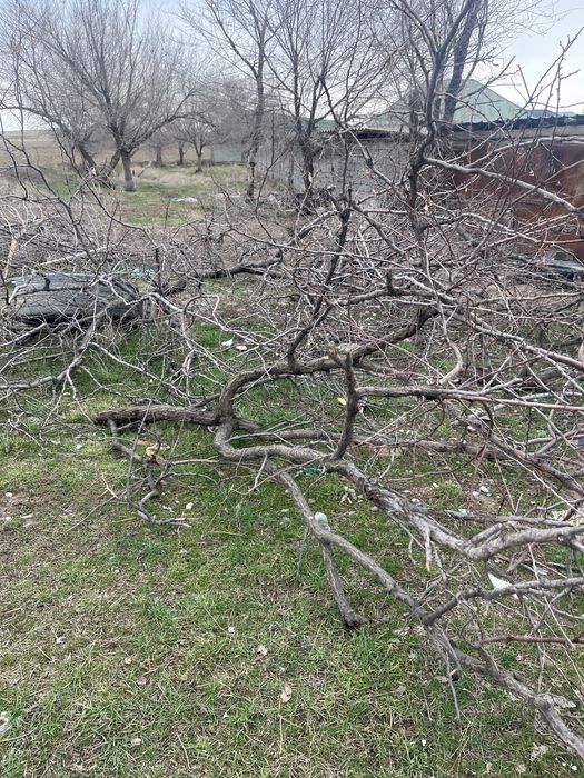 Бесплатно отын бар тегин