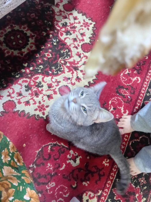 Бесплатно кот мужик