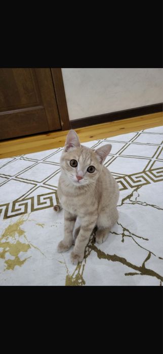 Кошка мальчик 3 месяц