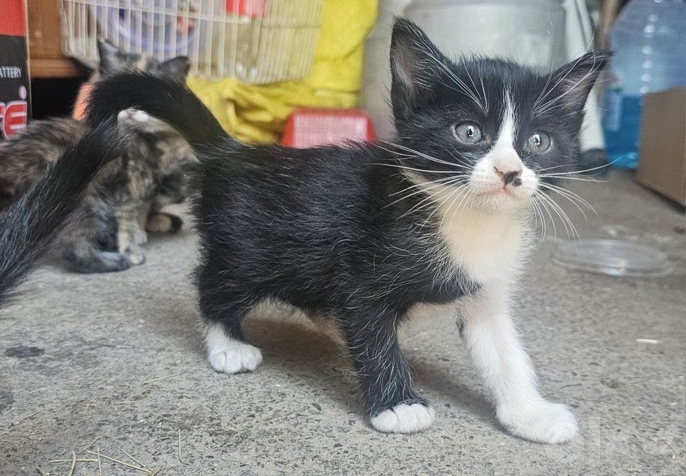 Котята в хорошие, добрые руки