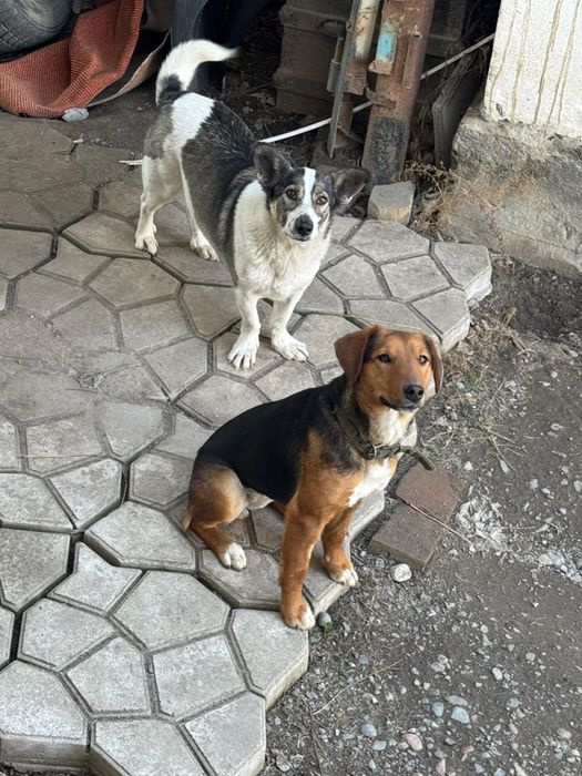 Отдам в хорошие руки