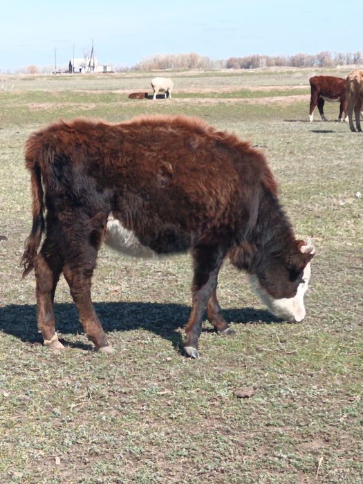 Продам КРС коровы