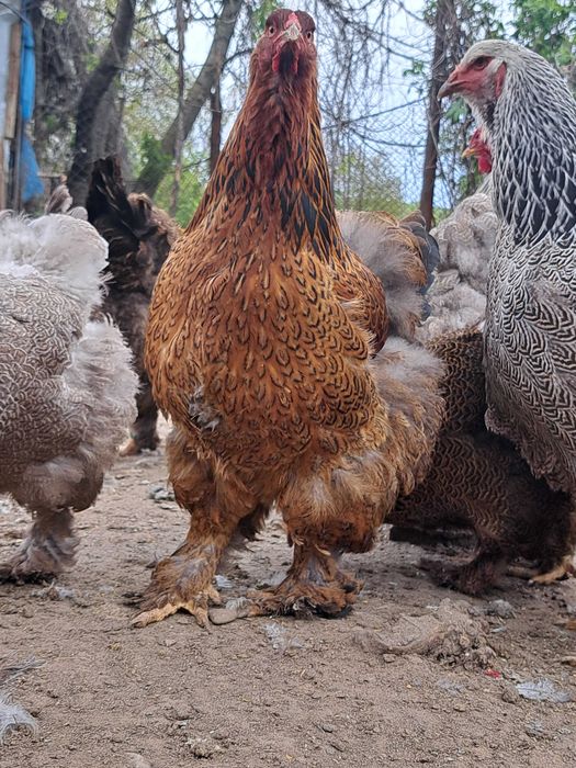 Păsări brahma diferite varietăți de culoare