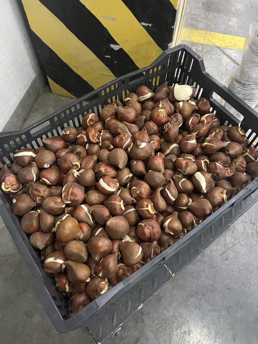 Посадочный материал голландских луковиц Тюльпаны Гиацинт Нарцисс