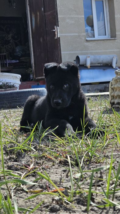 Щенок Немецкой овчарки Черный