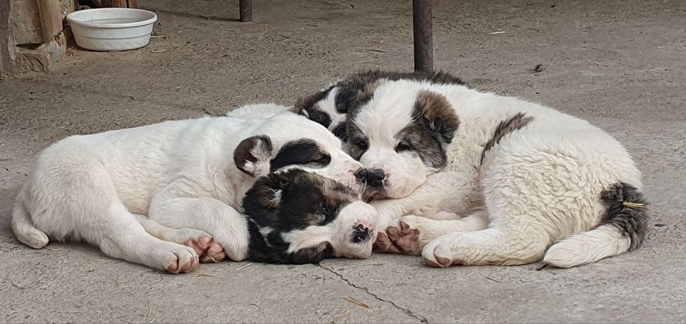 Породные щенки алабая ждут своих Героев!