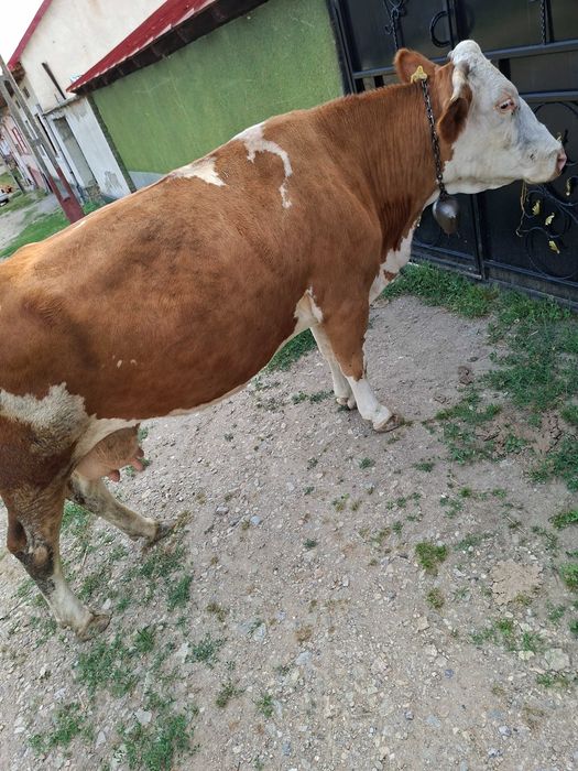 Vaca