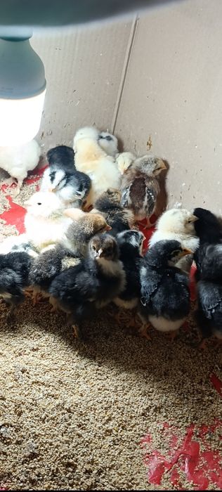 Продаются 2-х недельные цыплята породы брама