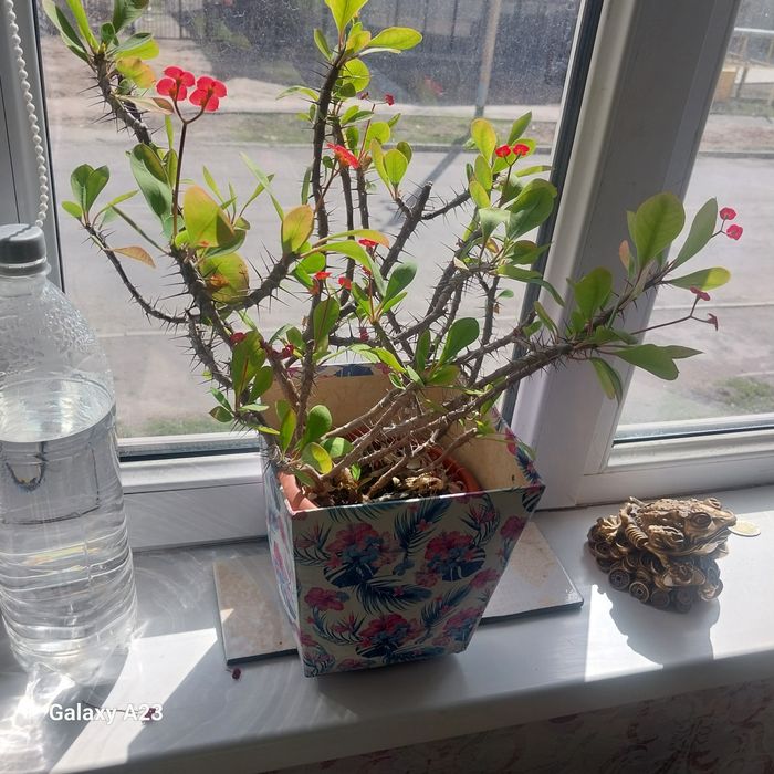 Комнатные цветы кактусы