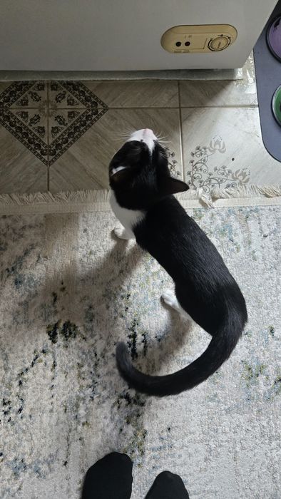 кошка домашняя 4 месяца мальчик
