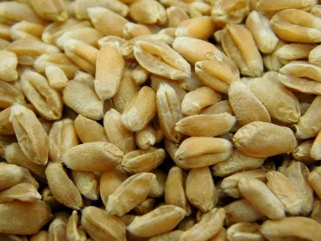 Bugdoy chorvachilik uchun qorasuv tuytepada