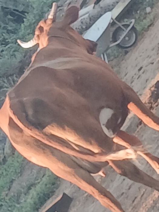 Продам корову дойную
