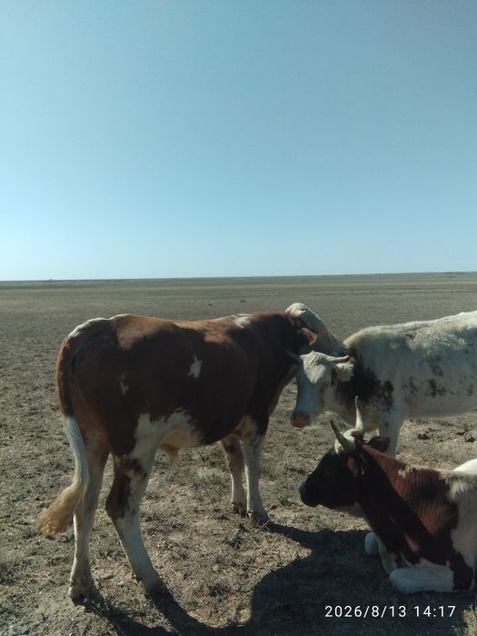 Продам продам быков