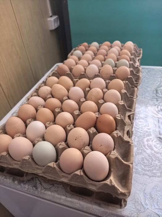 Продам яйца домашние