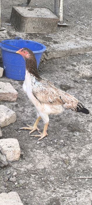 Dakan tovu sotiladi tuxumda