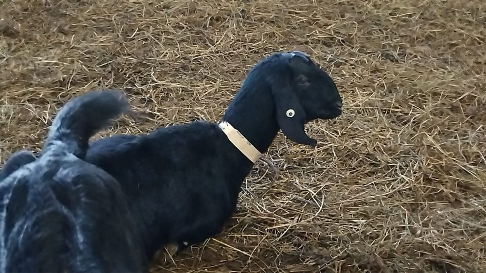 Capra anglo nubian cu pedigre
