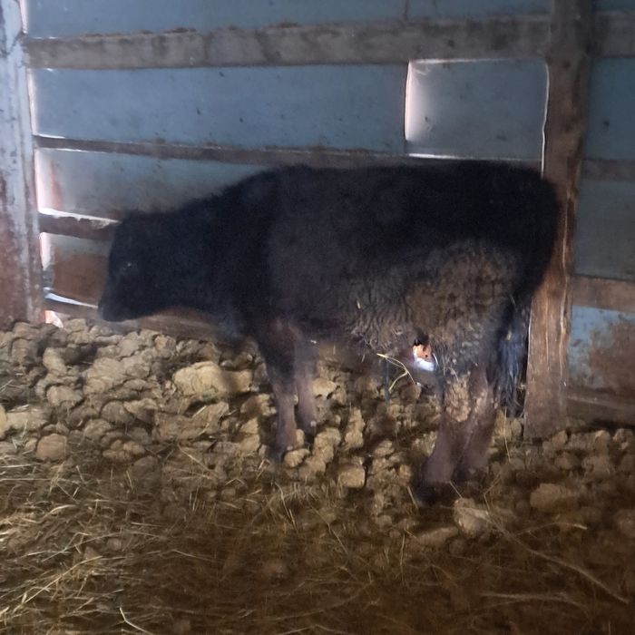 Продам 1бычок 4 телочку комолие