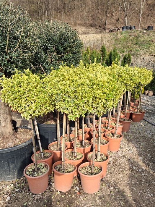 Vindem plante ornamentale preț bun transport gratuit ne deplasam în toată țara