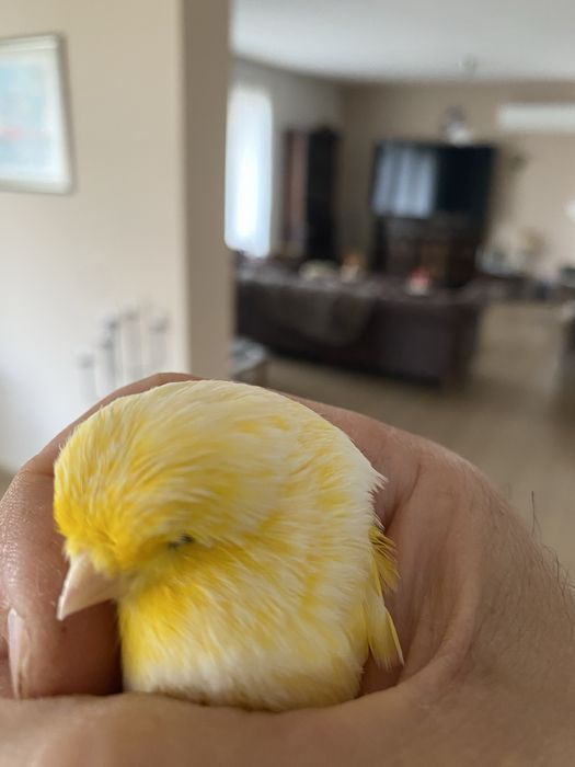 Канари Глостери 2024