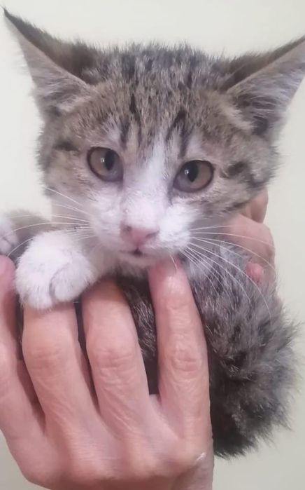 Котёнок мальчик в добрые руки