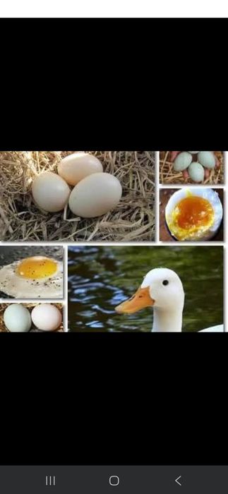 Vând ouă rață 3 lei