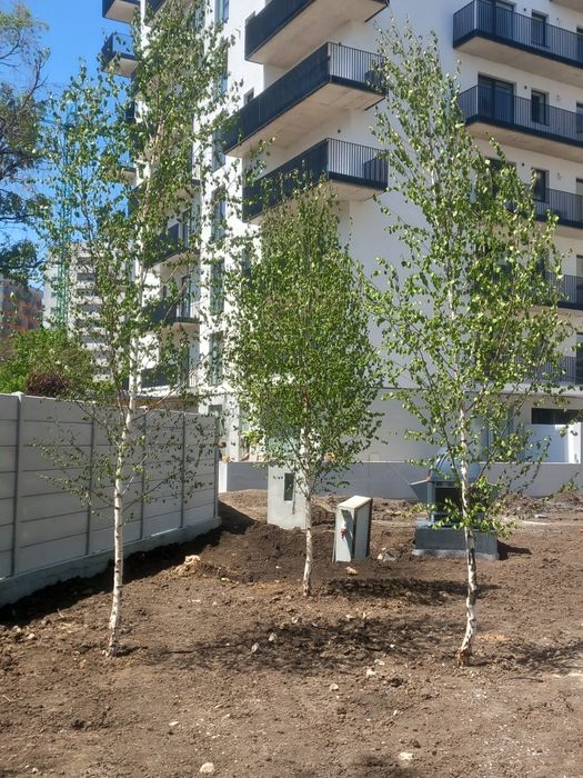 Mesteacăn betula/argintiu