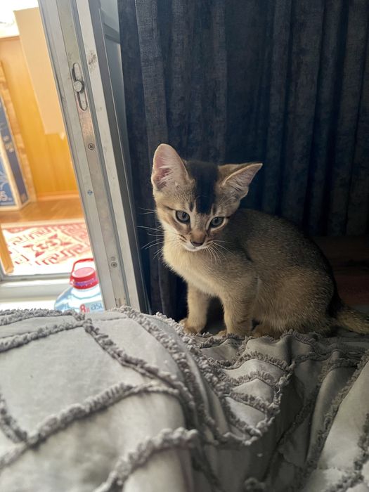 Дерзкие котята Чаузи