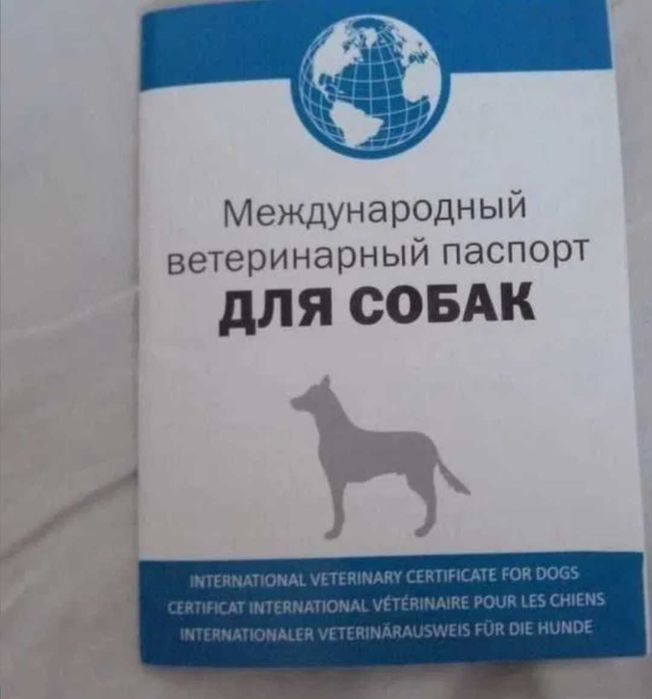 Далматин красивый