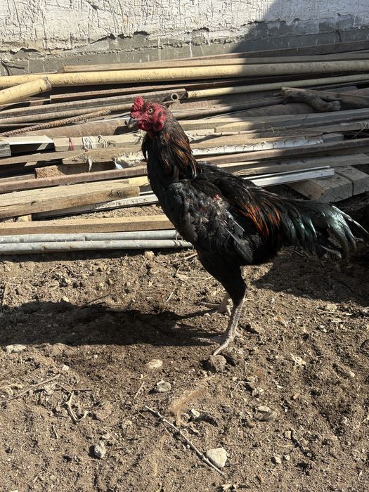 Дакан кораз дакан