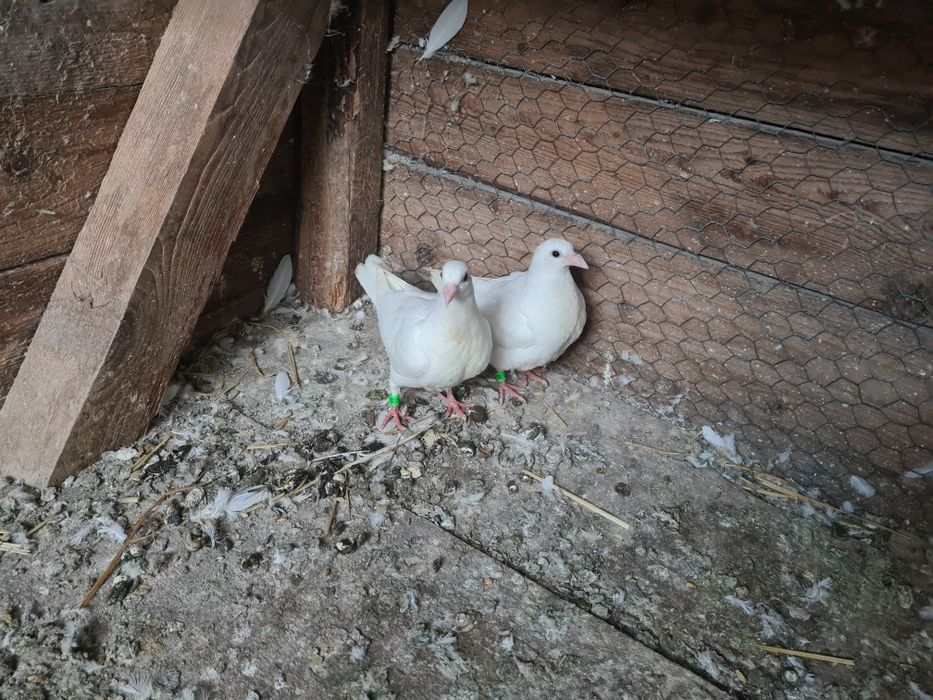 Porumbei voiajor Albi