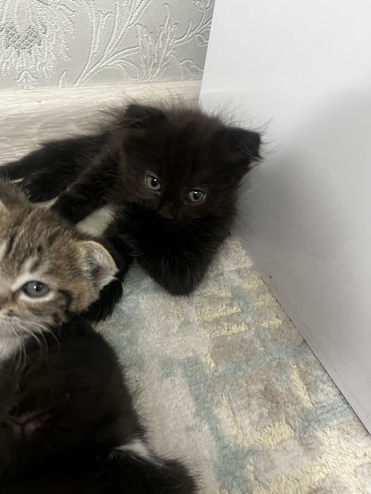 Котята вислоухие