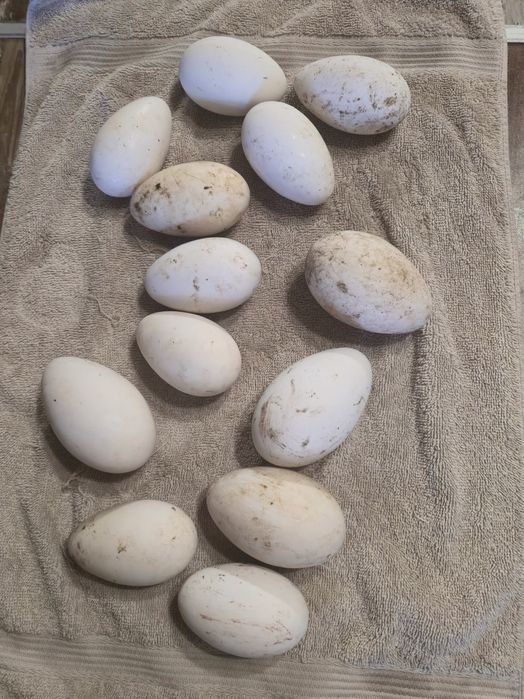 Гъши яйца за люпене