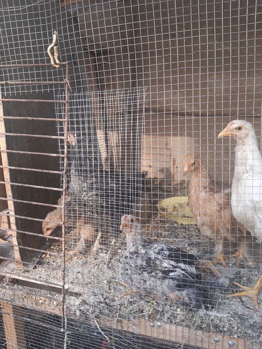 Пародистые курочки