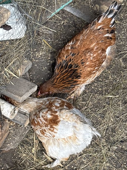 Циплята подрошие 3месеца