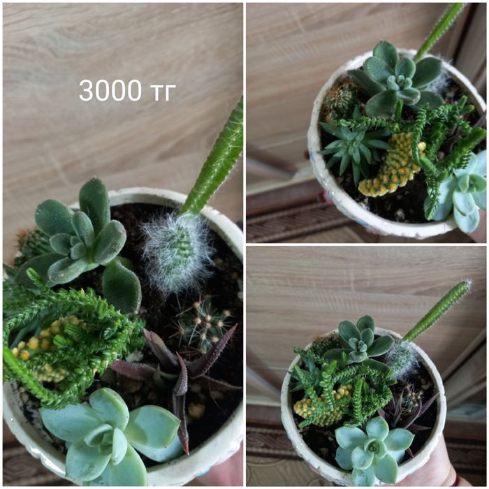 Продам комнатные цветочки