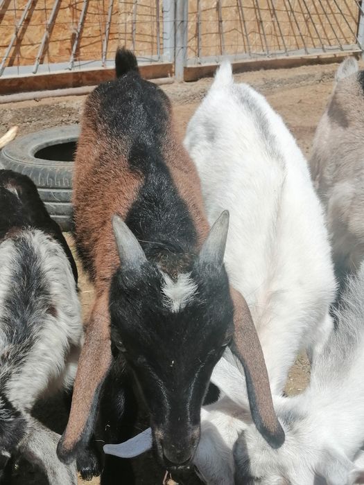 Еркек Лақтар сатылады