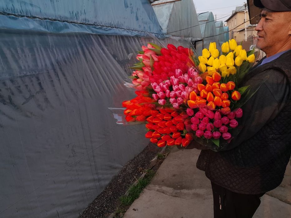 Тюльпаны крупные отборные