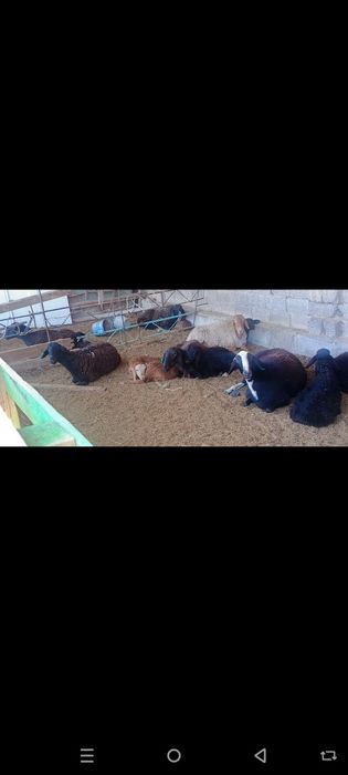 Куй ку́й ургочи бу́гоз ку́й она бола куйлар парода хусори зоддор