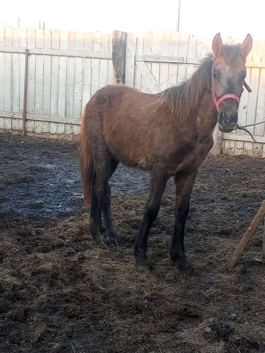 Жабағы Тай байтал мінгі