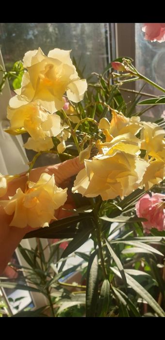 Укорененные черенки, писать на вотсап