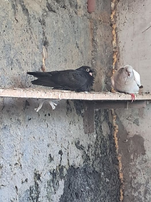 Продам молодеж двухчубых голубей