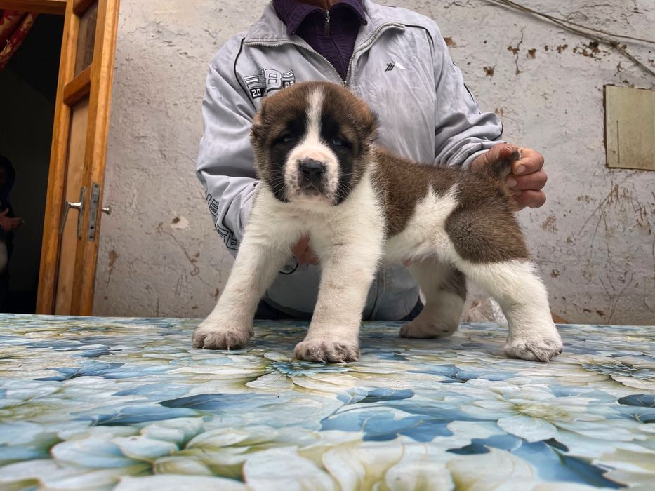 Щенок Туркменского Алабая ( Чистокровный )