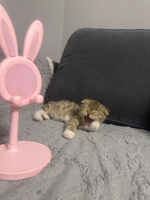 Продам котенка девочка