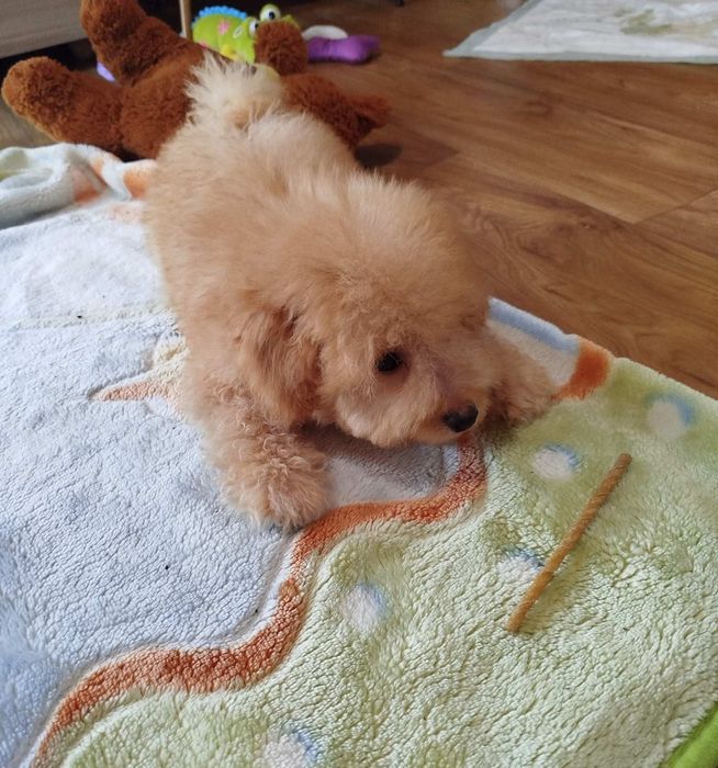 Пудел Мини -момченце