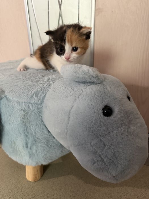 Отдам котят бесплатно